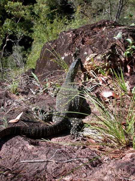 Goanna